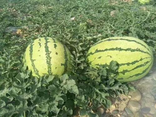 康县网红吃瓜事件,一场网络舆论的风暴与反思